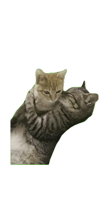Котик