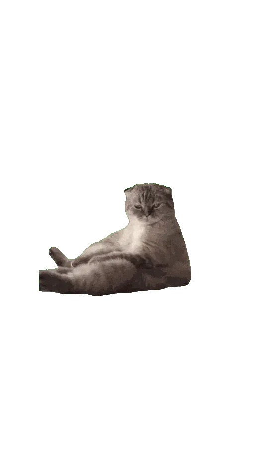 Котик