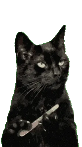 Котик
