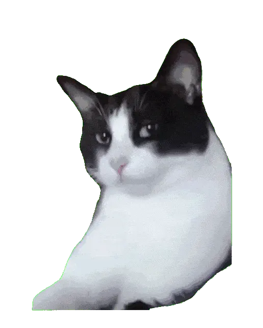 Котик