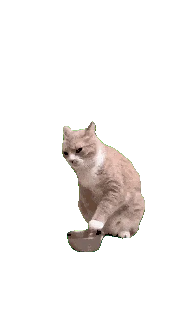 Котик